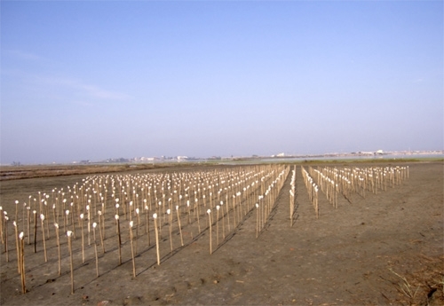 Invasive Species” by Roy Staab Invasive Species” by Roy Staab