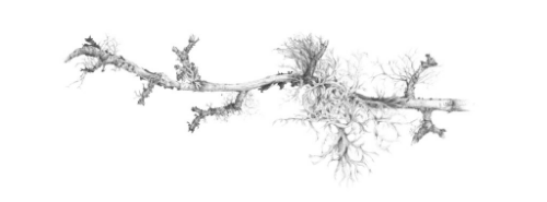 Lichen on Hawthorne Elan Valley 2014 | Louisa Crispin Lichen on Hawthorne Elan Valley 2014 | Louisa Crispin