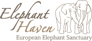 Elephant Elephant