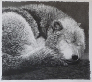 Sleeping Wolf, pencil, 18x24, 2009 Sleeping Wolf, pencil, 18x24, 2009