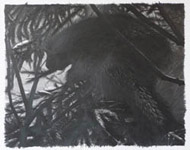 Porcupine, pencil, 18x24, 2009 Porcupine, pencil, 18x24, 2009