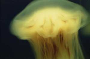 Saltwater: golden seal Saltwater: golden seal