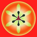 small red orange tulip, digital print, 2003 small red orange tulip, digital print, 2003